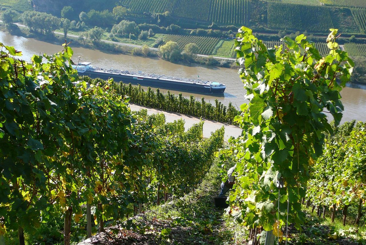 Ferienweingut Hirschen Schulstrasse Bed & Breakfast Burg  Dış mekan fotoğraf